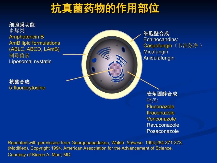 深部真菌药物南京会议课件_第5页