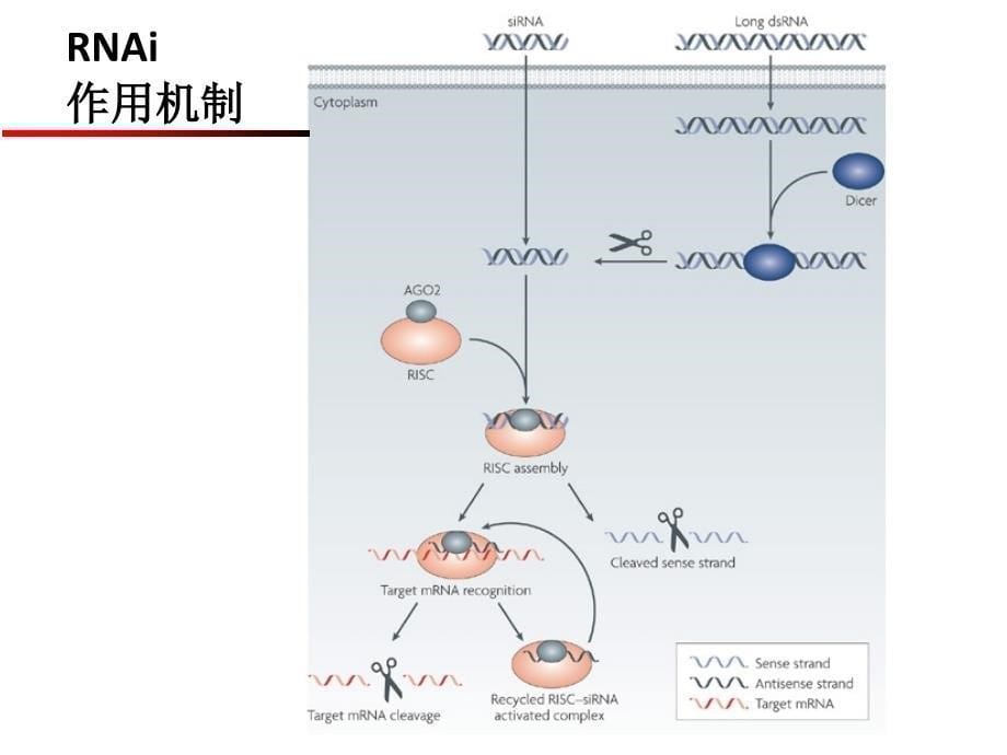 药用高分子材料sirna药物ppt课件_第5页