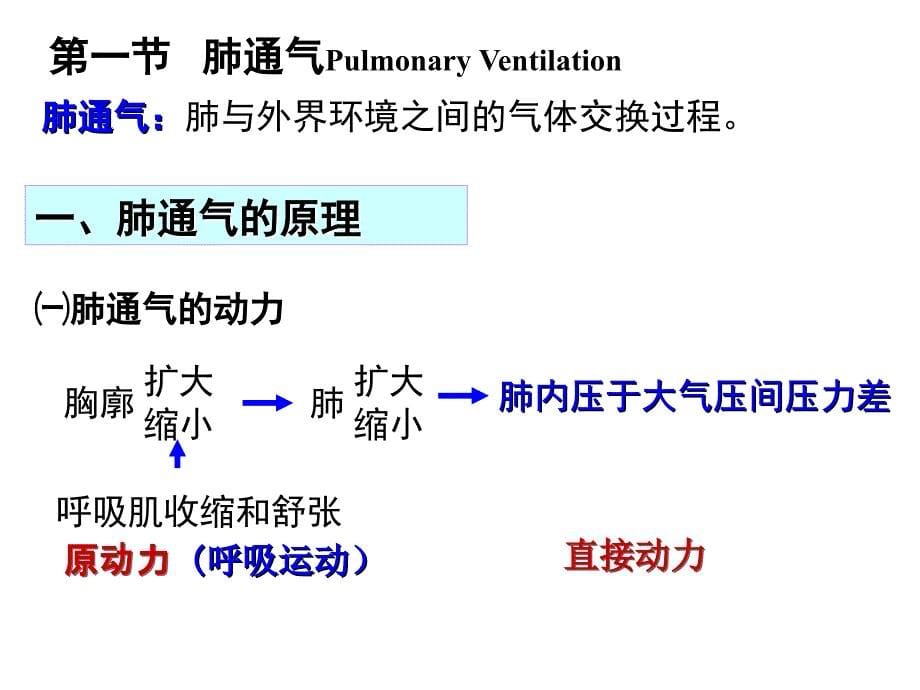 生理学 第五章 呼吸 课件_第5页