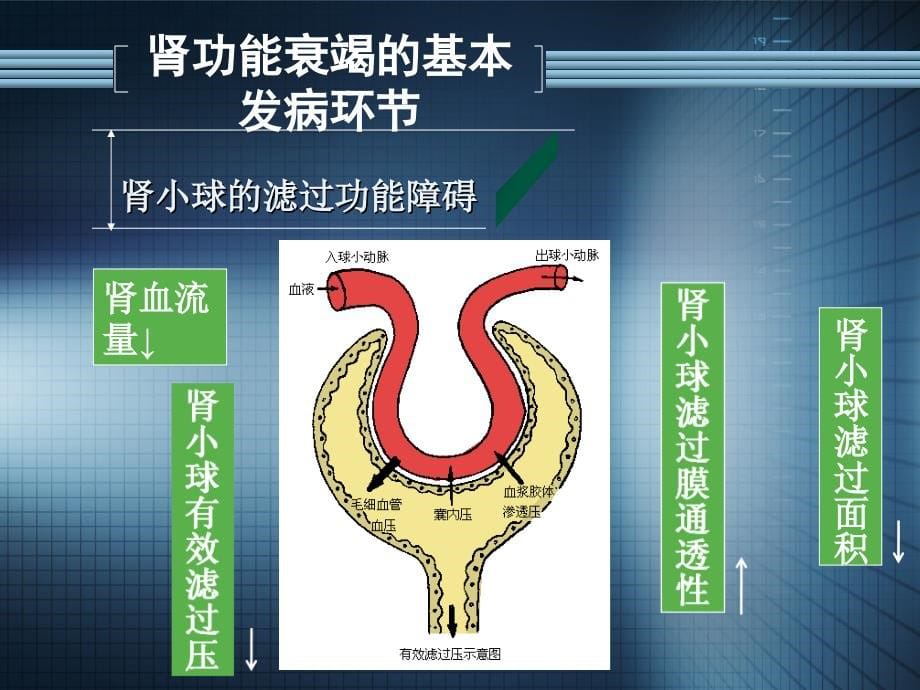 肾功能衰竭2 恢复课件_第5页