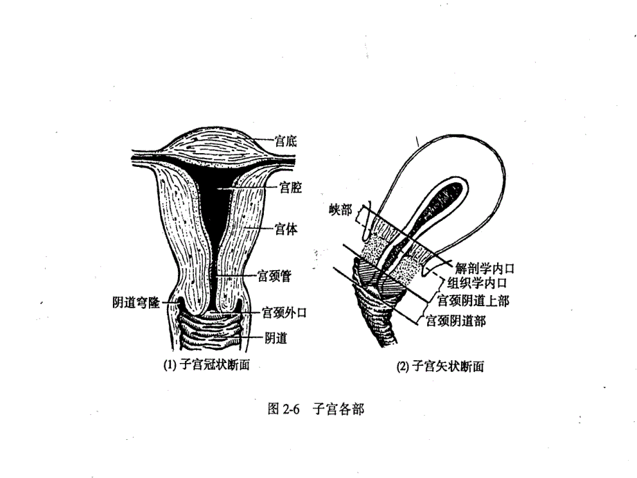 宫颈癌的防治和护理的课件_第4页