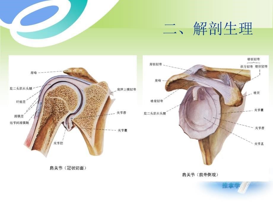 肩周炎（精）课件_2_第5页