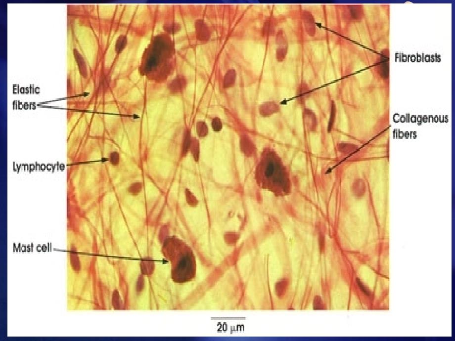 人体解剖组织及胚胎学结缔组织课件_第3页
