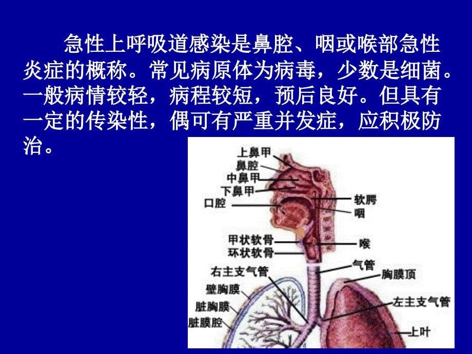 上呼吸道与肺部感染性疾病（本科内科护理临床部分）课件_第5页