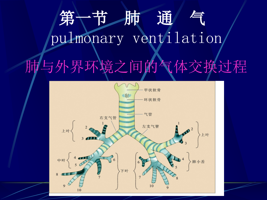 南京大学生理学课件第六章呼吸_第4页