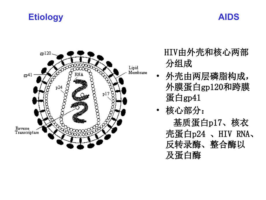 艾滋病2012ppt课件_第4页