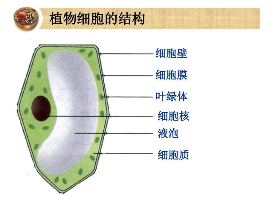 人教版七年级初一上册生物《观察细胞的结构课件ppt》_第5页