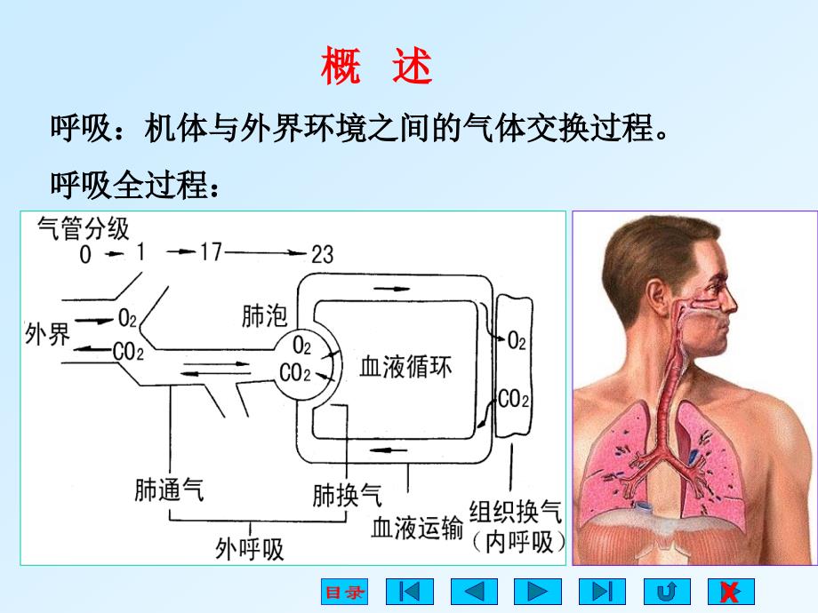 生理学课件呼吸ppt _1_第2页