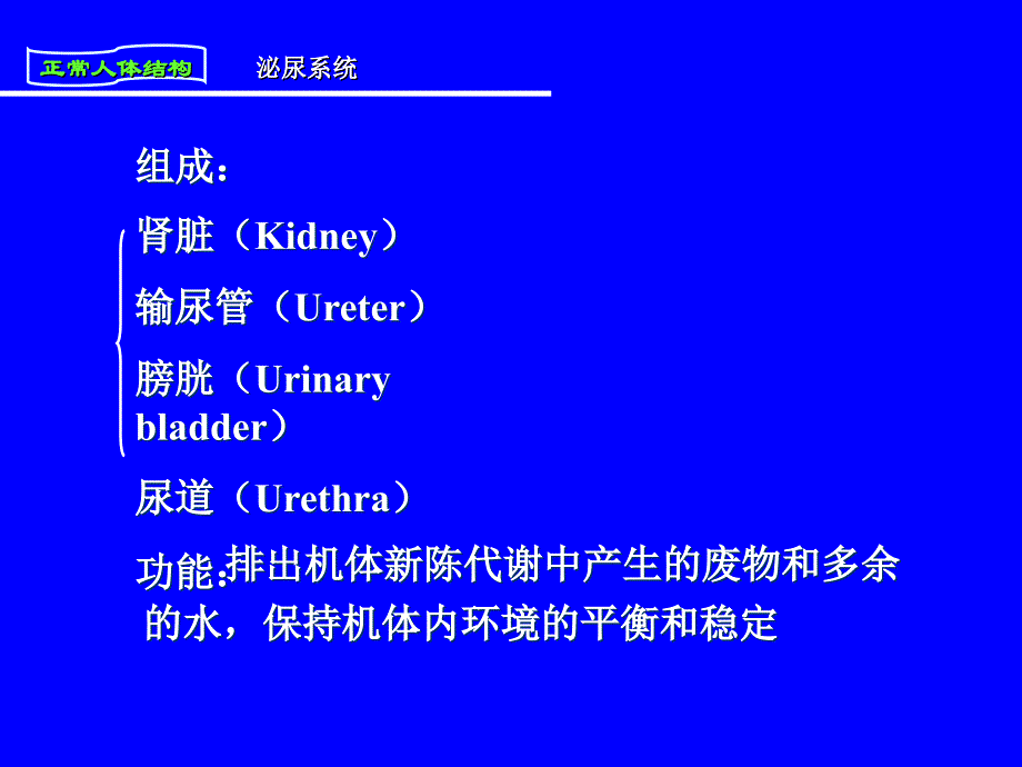 人体解剖与组织胚胎第八章《泌尿系统》_第3页