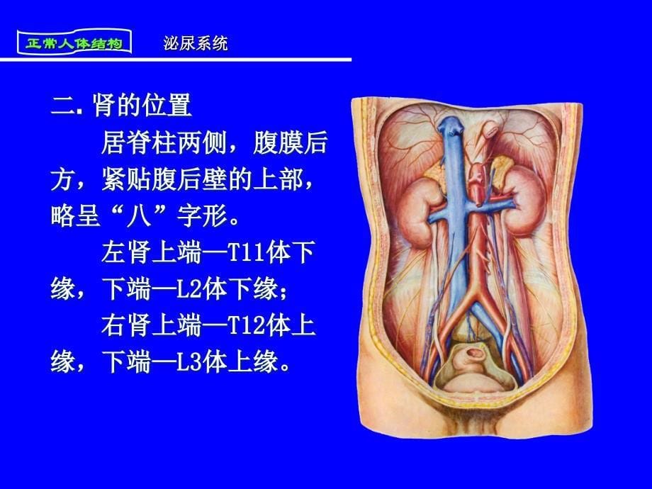 人体解剖与组织胚胎第八章《泌尿系统》_第5页