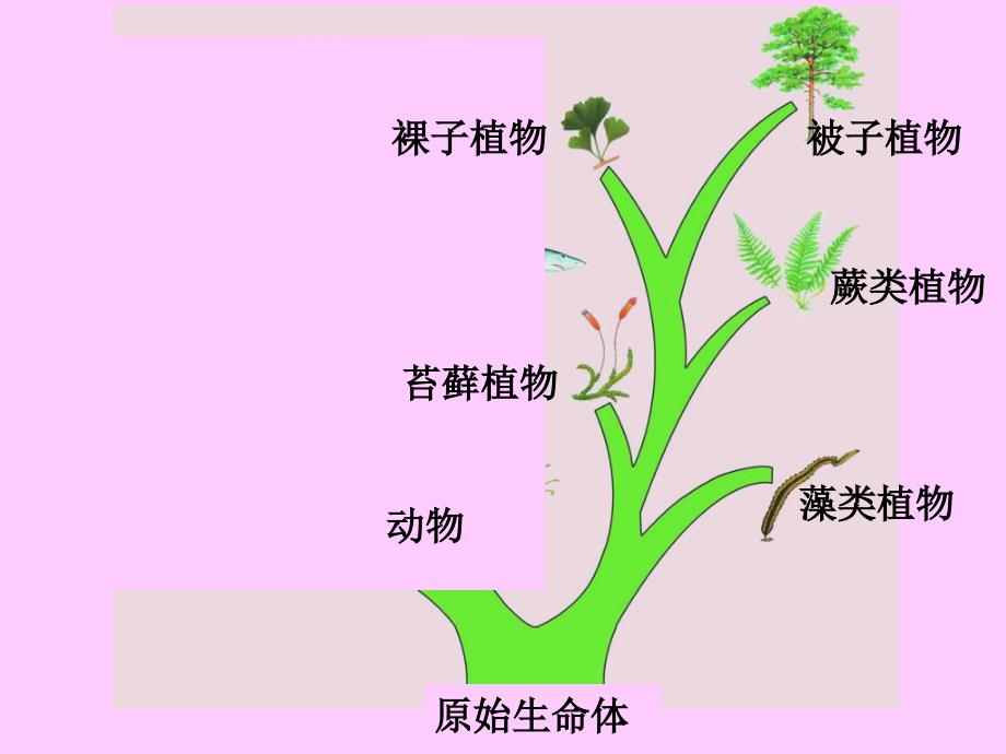 八年级生物s广东省珠海九中八年级生物《植物的主要类群苔癣蕨类》课件_第2页