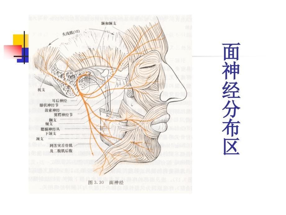 特发性面神经麻痹课件_6_第5页