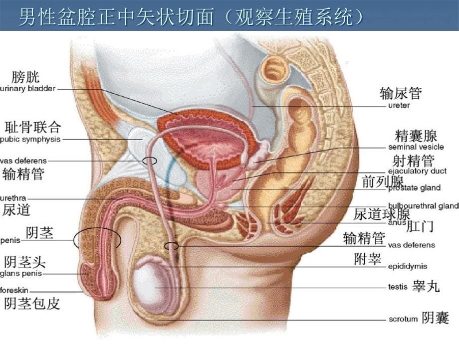 男性生殖系统常见疾病课件_第5页