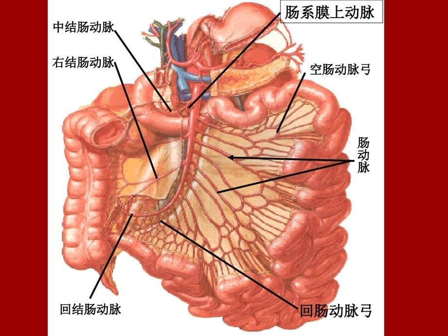 缺血性肠病ischemic 课件_第5页