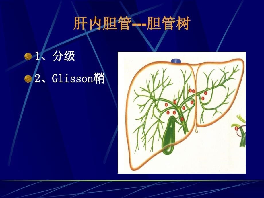 外科学精品教学（温州医科大学）胆道疾病肝胆外科课件_第5页