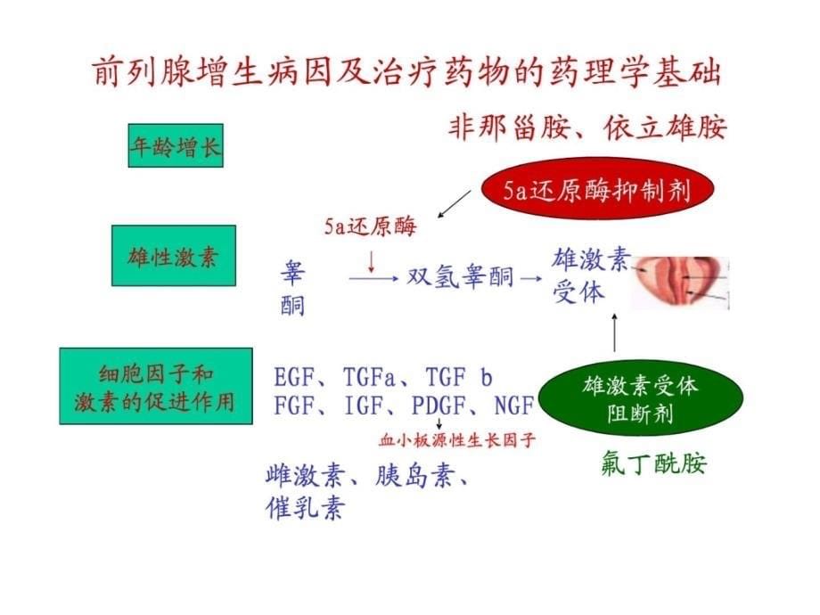 男人必须了解男性性功能障碍（病因表现及治疗）课件_第5页