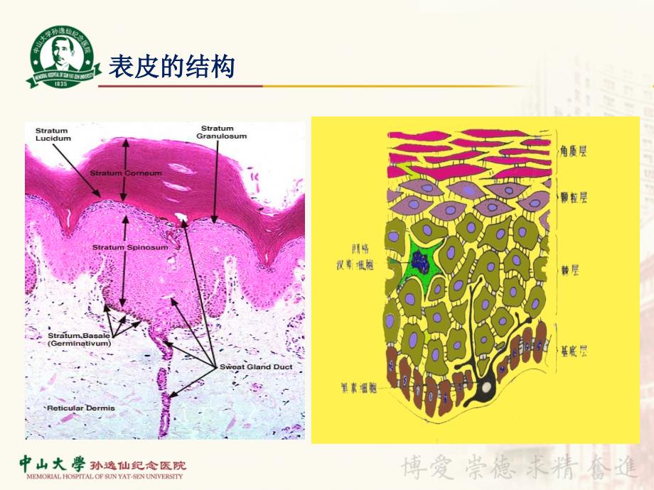 皮肤性病学精品教学（中山大学）9大疱性皮肤病课件_第3页