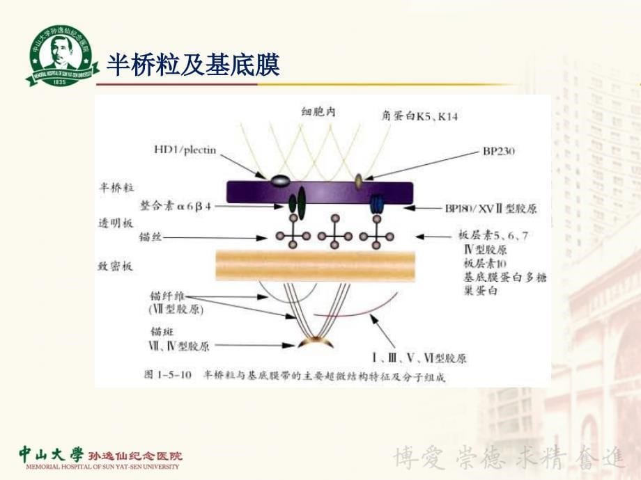 皮肤性病学精品教学（中山大学）9大疱性皮肤病课件_第5页