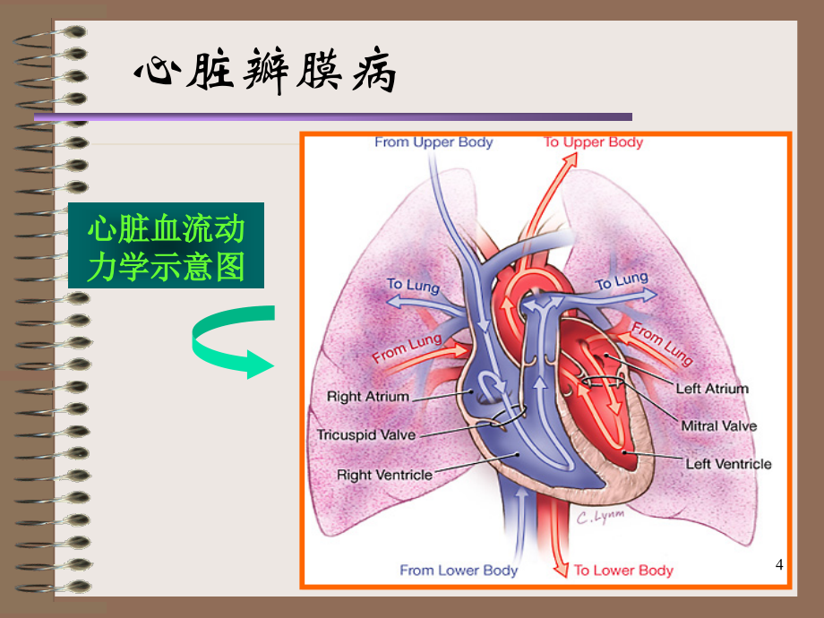 心脏瓣膜病病人的护理课件_1_第4页