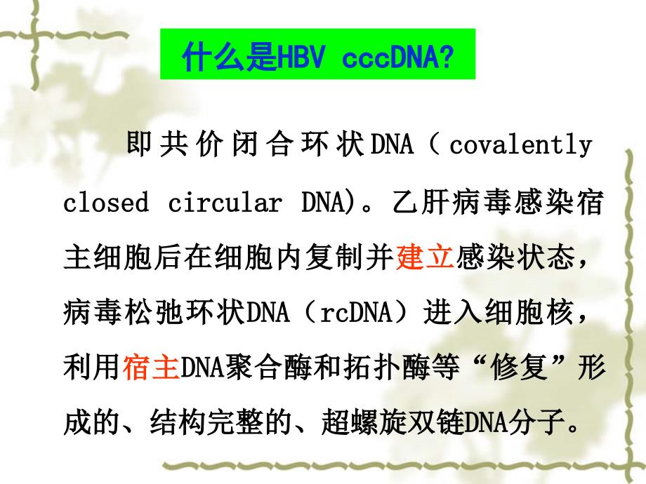 精品乙型肝炎病毒课件_第3页