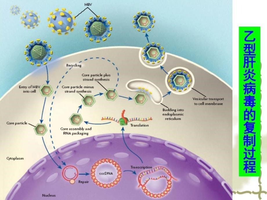 精品乙型肝炎病毒课件_第5页