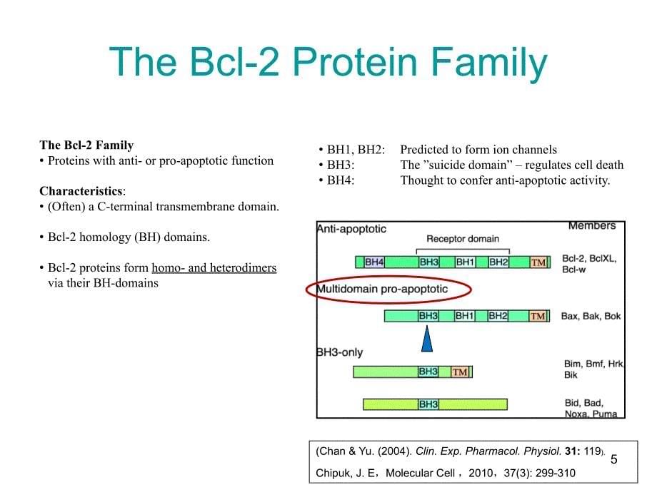医学以bcl2蛋白家族为靶点的抗肿瘤药物设计_第5页
