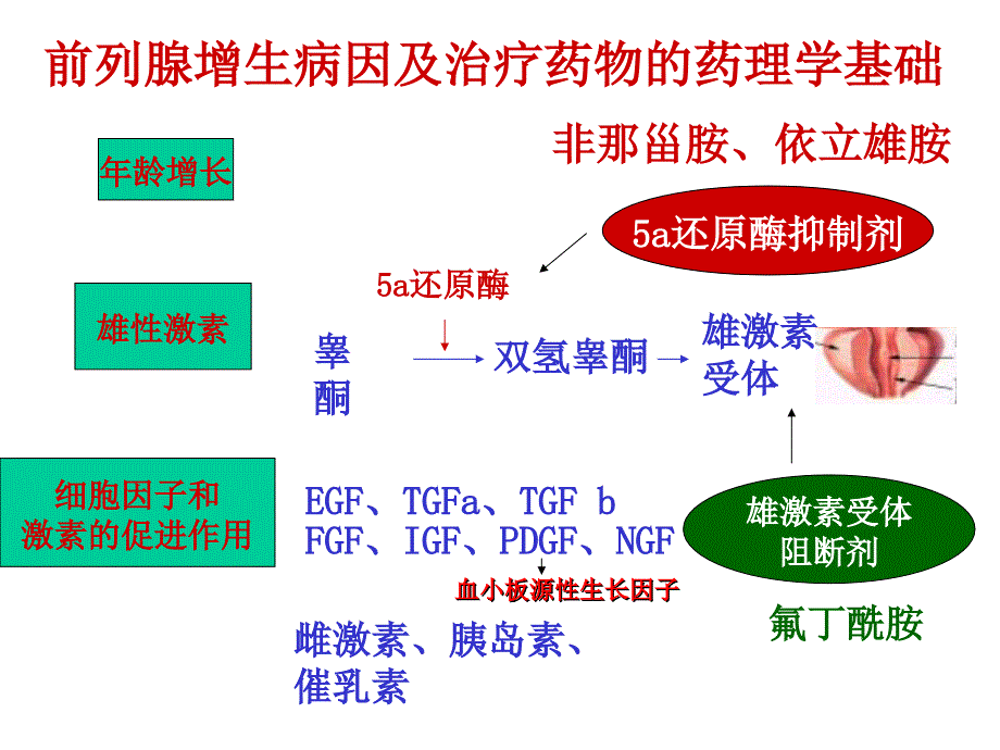 男性性功能障碍（病因表现及治疗）课件_第4页