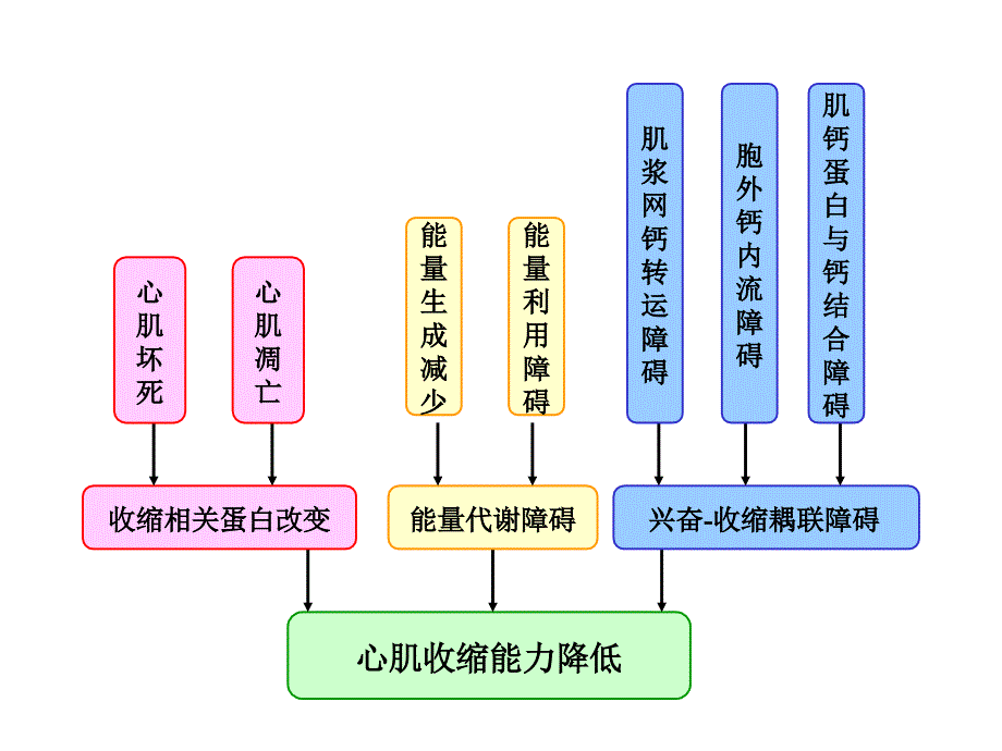 病理生理学心功能不全课件_第3页