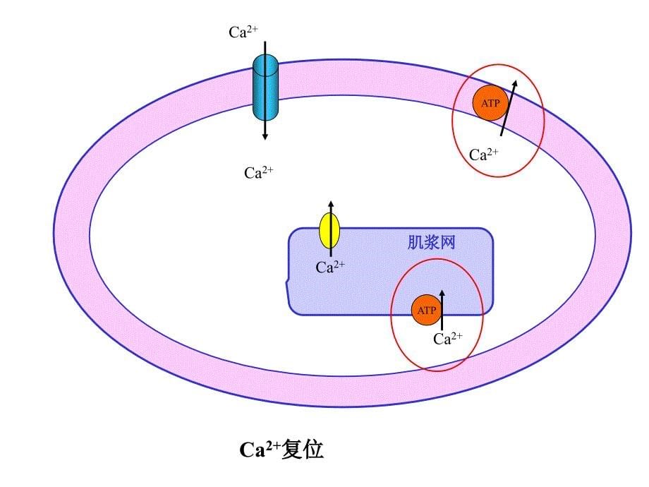 病理生理学心功能不全课件_第5页