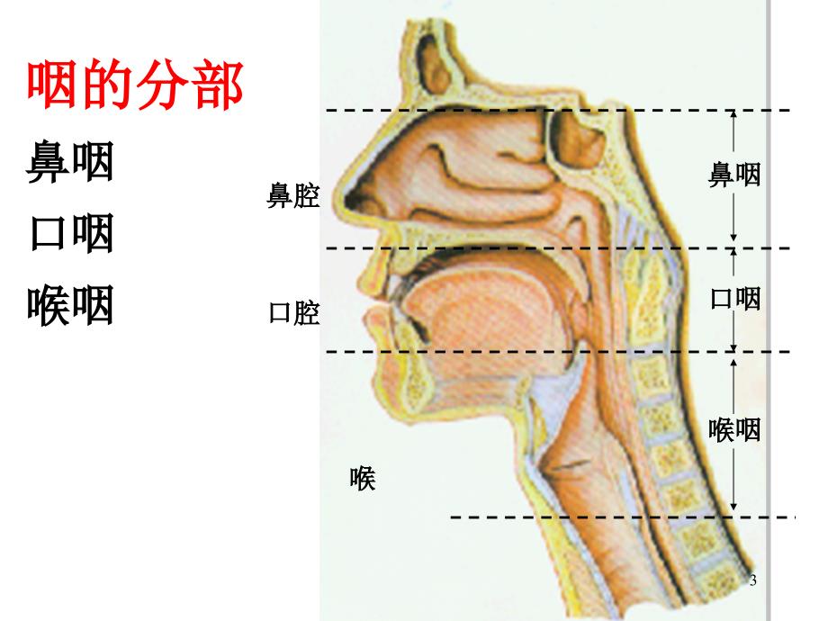 咽的解剖生理及生理咽炎课件_1_第3页