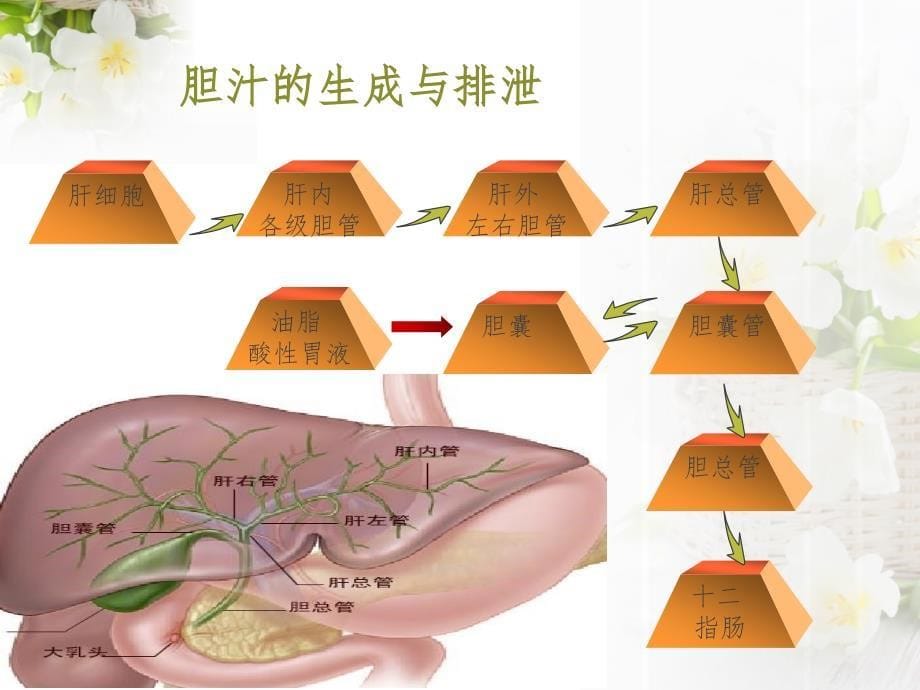 形管引流的护理课件_第5页