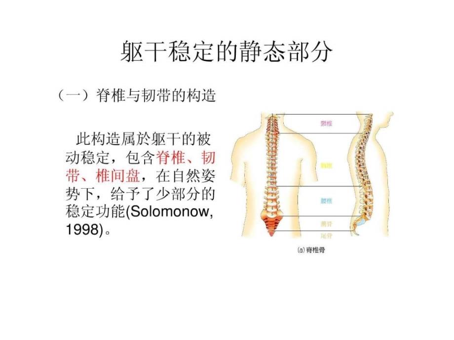 核心肌群功能训练理论 肌肉课件_第3页