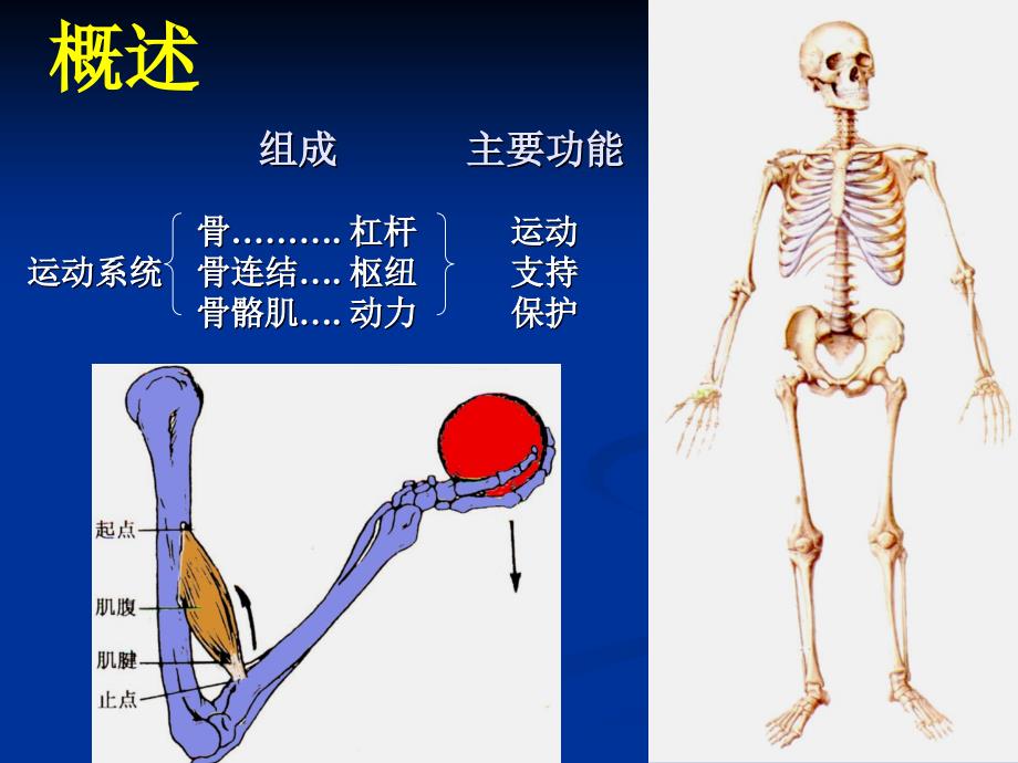 骨学总论躯干骨课件_1_第2页