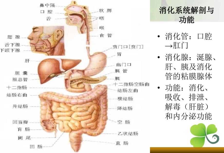 消化系统解剖及结肠解剖及生理课件_第2页