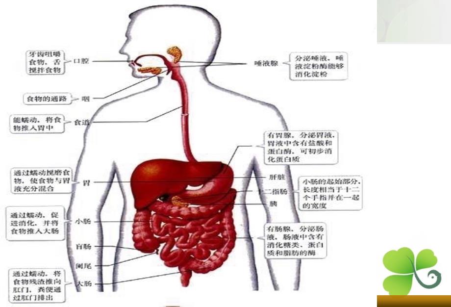 消化系统解剖及结肠解剖及生理课件_第4页
