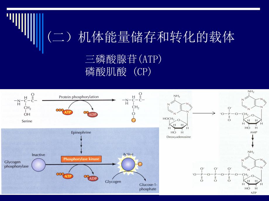 精品能量代谢与体温恒定课件_1_第3页