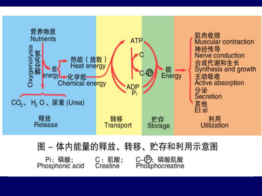 精品能量代谢与体温恒定课件_1_第4页