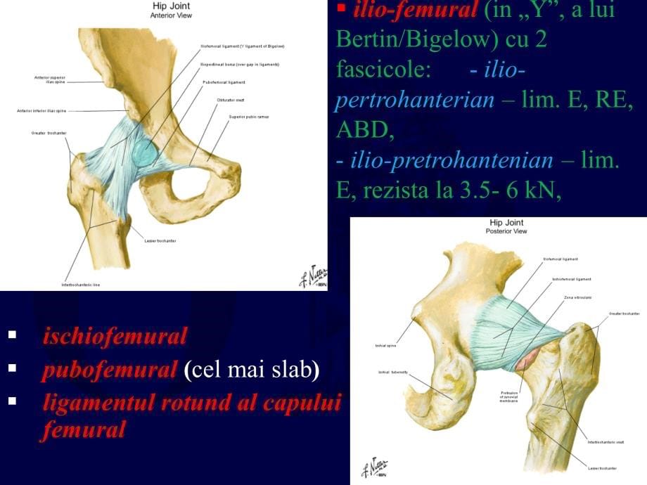 dislocations and femoral head fractures髋关节脱位股骨头骨折课件_第5页