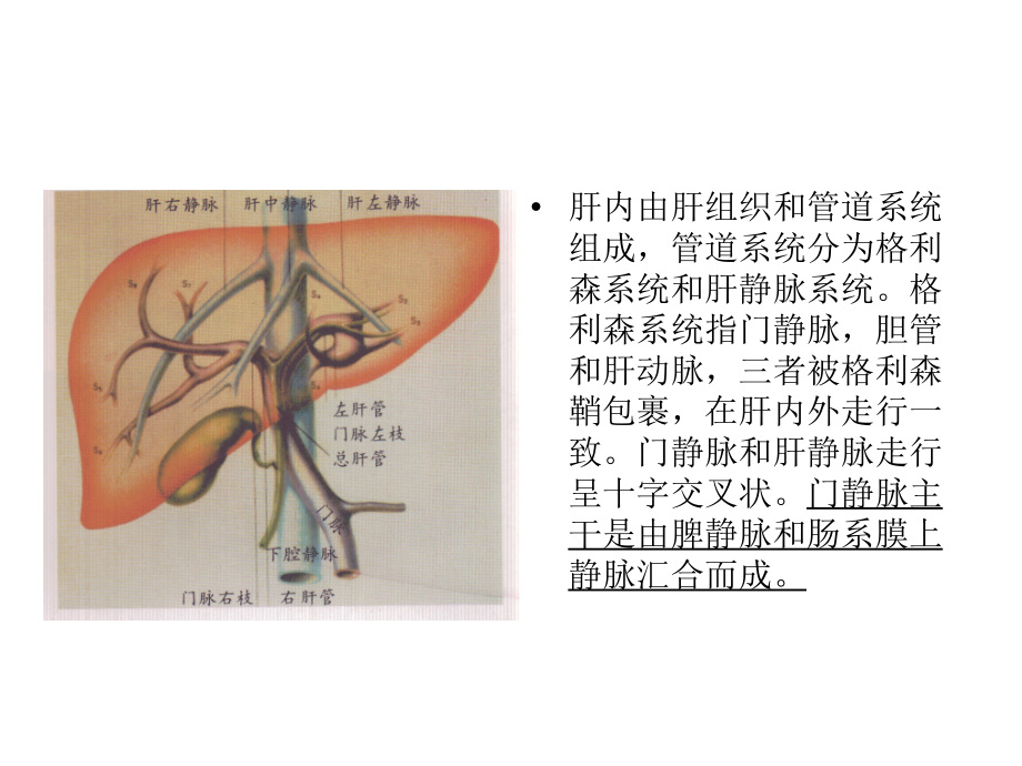 肝脏影像学课件_1_第3页