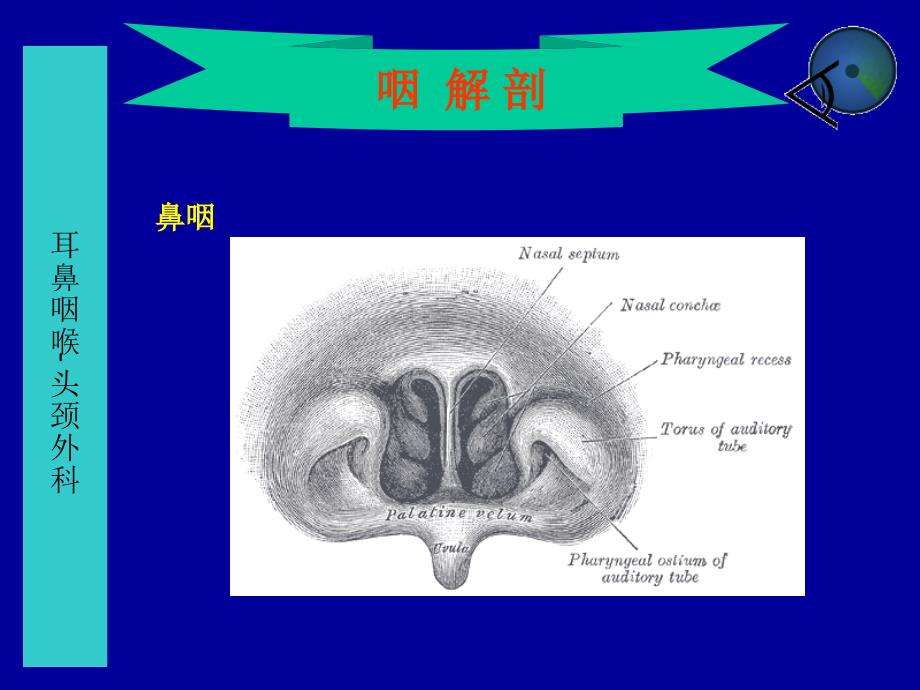 咽解剖咽炎扁桃体炎概要课件_第4页