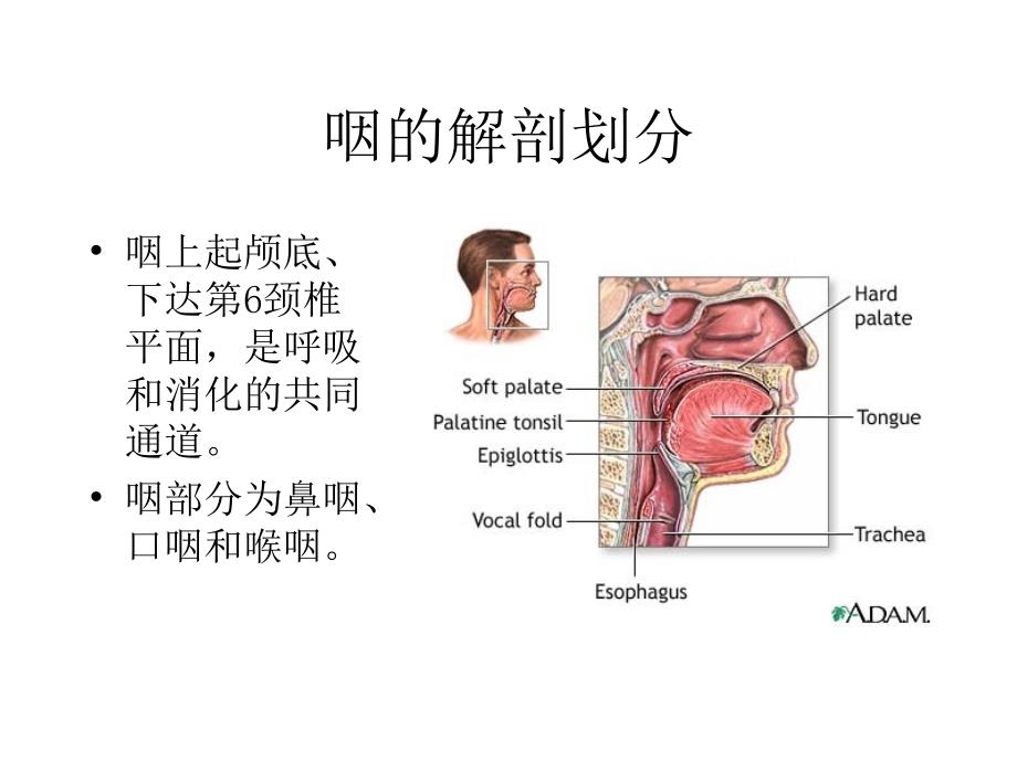 咽部解剖与生理课件_第3页