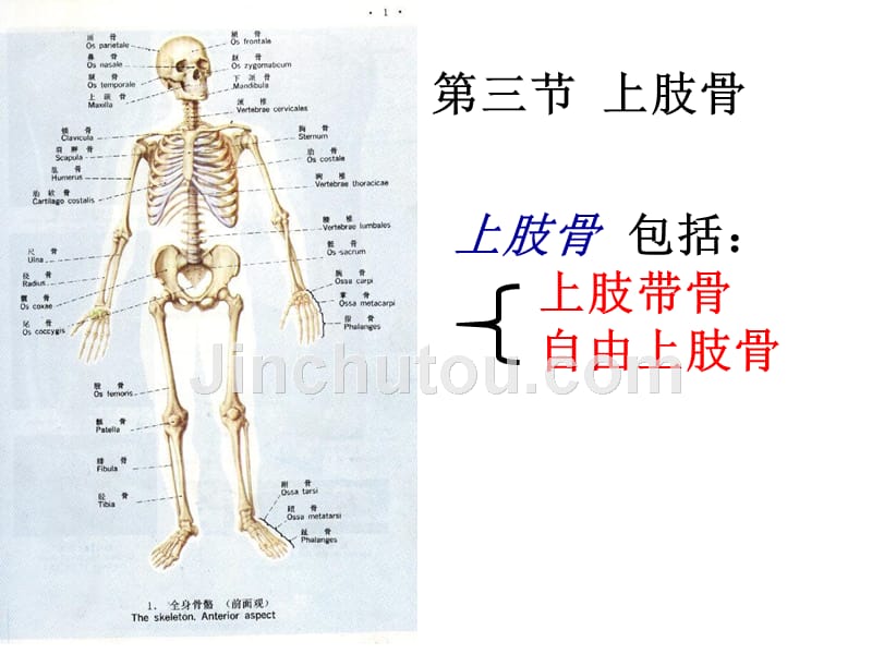 骨学上肢骨课件_第4页