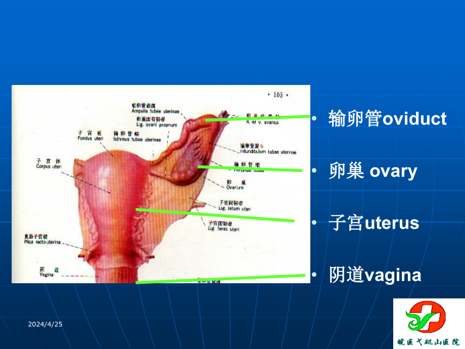 子宫肌瘤课件_1_第3页