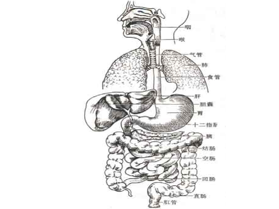 小儿消化系统解剖生理特点口炎的护理课件_1_第4页