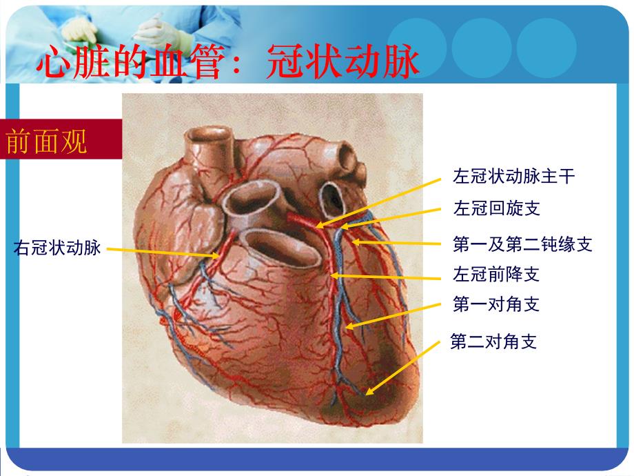 冠状动脉造影术及其护理课件_1_第3页