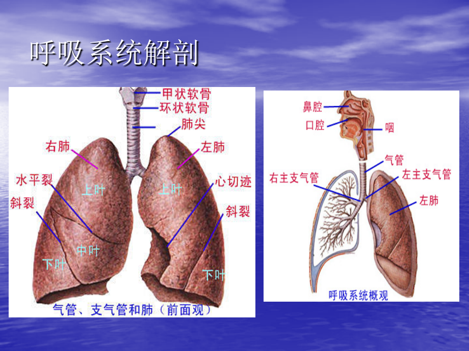 肺部感染性疾病图文课件_2_第4页