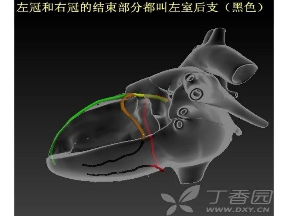 冠状动脉解剖课件_第5页