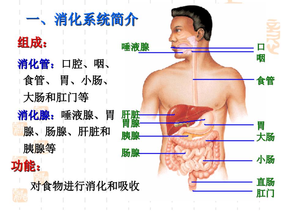 幼儿卫生与保健第四节消化系统_第2页