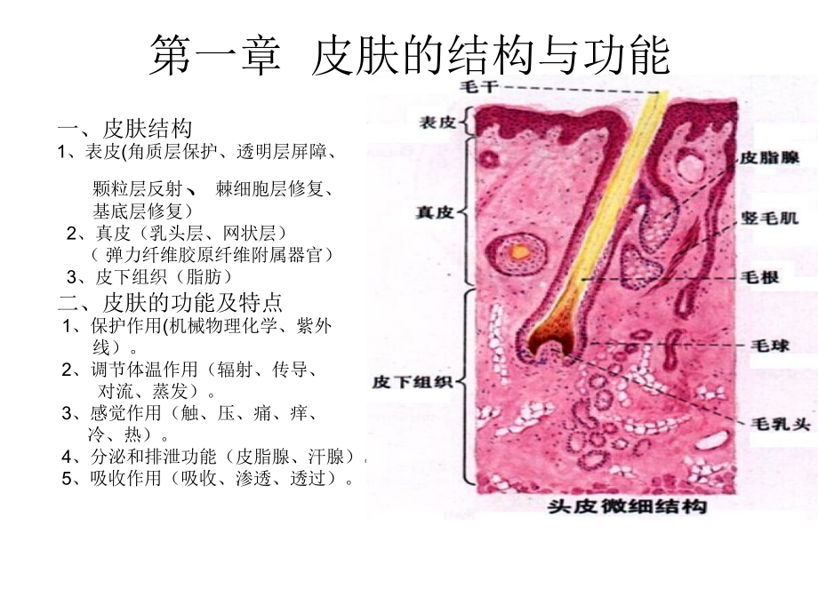 美容与饮食营养保健课件［ppt课件］_第3页