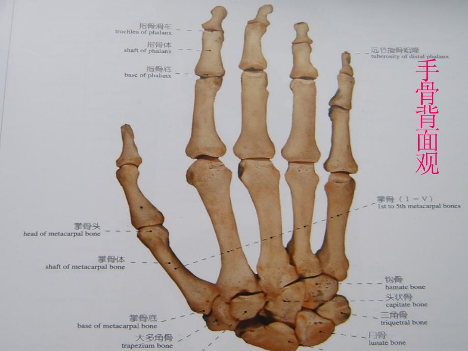 手部骨与关节损伤课件_第3页